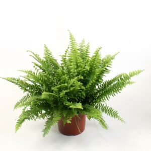 Nephrolepis Green Moment Nephrolepis boston Green Moment
(1 Plants/Order)(17cmP 50cmH)