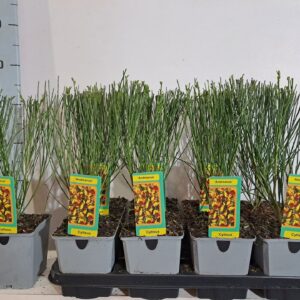 Cytisus Andreanus Cytisus Andreanus
(8 Plants/Order)(13cmP 45cmH)