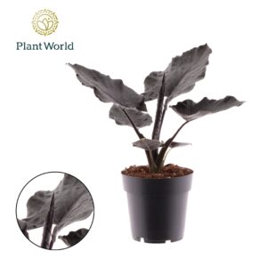 Alocasia Antoro Velvet Alocasia Antoro Velvet
(7 Plants/Order)(14cmP 30cmH)