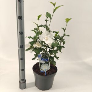 Hibiscus syriacus White Chiffon Hibiscus syr. White Chiffon ('Notwoodtwo'PBR)
(1 Plants/Order)(23cmP 70cmH)