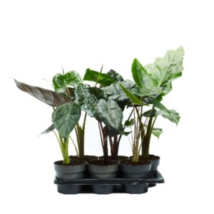 Alocasia mixed Alocasia mixed 17cm
(6 Plants/Order)(17cmP 65cmH)