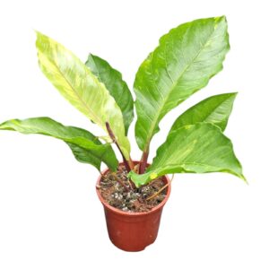 Anthurium Leaf Anthurium Hookerii variegata
(2 Plants/Order)(17cmP 60cmH)