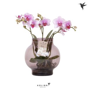 Phalaenopsis other pink (enkele ta Kolibri Orchids Phalaenopsis Roots pink in Glas bowl lilac
(2 Plants/Order)(16cmP 50cmH)