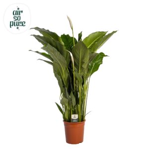Spathiphyllum Sweet Sebastiano Spathiphyllum 'Sweet Sebastiano' ASP
(1 Plants/Order)(27cmP 140cmH)