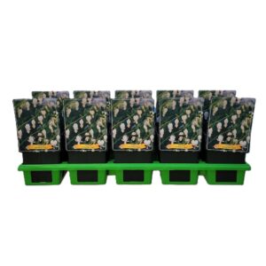 Dicentra spectabilis Alba Dicentra spectabilis 'Alba' P11
(10 Plants/Order)(11cmP 25cmH)