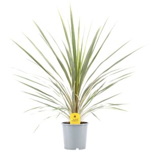 Cordyline Variegata Cordyline Australis Variegata - 21cm
(1 Plants/Order)(21cmP 100cmH)