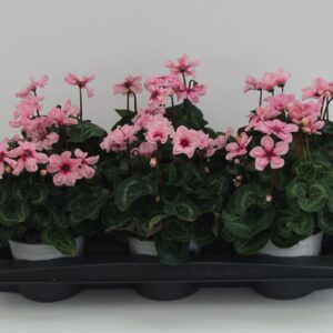 Cyclamen Illusia Cyclaam Small Headed persicum Illusia
(4 Plants/Order)(13cmP 30cmH)