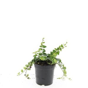 Vinca Alba Vinca minor 'Alba'
(8 Plants/Order)(14cmP 25cmH)