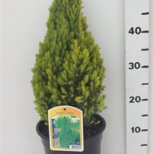 Picea glauca Laurin
(1 Plants/Order)(19cmP 60cmH)