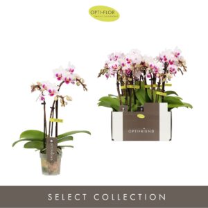 Phalaenopsis Multiflora Optifriend Alice 3 spike
(8 Plants/Order)(7cmP 25cmH)