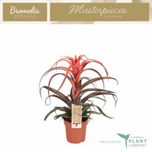 Tillandsia Tillandsia Capitata
(10 Plants/Order)(12cmP 30cmH)