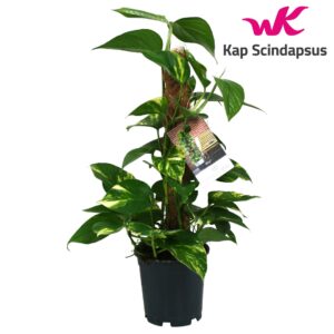 Epipremnum pinnatum mossto Scindapsus (Epipremnum) mosstok 50 cm
(1 Plants/Order)(15cmP 50cmH)