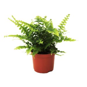 Nephrolepis Green Lady Nephrolepis Green Lady
(20 Plants/Order)(8.5cmP 20cmH)
