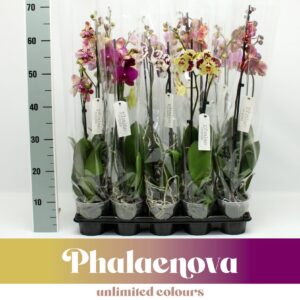 Phalaenopsis mixed mixed Budget 70cm (GROEN)
(12 Plants/Order)(12cmP 65cmH)