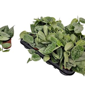Scindapsus Silvery Ann Scindapsus Silvery Ann
(21 Plants/Order)(8.5cmP 15cmH)