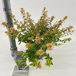 Abelia x grandiflora Abelia grandiflora Mystic Daydream ('Opstal 40'PBR) 
(1 Plants/Order)(17cmP 30cmH)