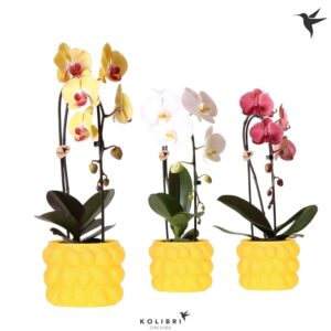 Phalaenopsis Elegant Cascade Kolibri Orchids Cascade Niagara Fall mix 1 spike in Citrus Pot yellow
(3 Plants/Order)(12cmP 50cmH)