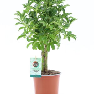 Schefflera Luseana Schefflera Luseana
(6 Plants/Order)(12cmP 40cmH)