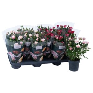 Rosa Victory mix Nolina Roses Ø 10,5 cm. mix Gigi/Piia
(8 Plants/Order)(10.5cmP 28cmH)
