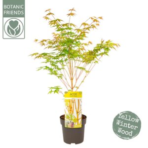 Acer palmatum Acer palm. 'Bi hoo' 
(5 Plants/Order)(19cmP 70cmH)