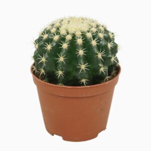 grusonii forma interme Echinocactus brevispina 10,5 cm
(10 Plants/Order)(10.5cmP 15cmH)
