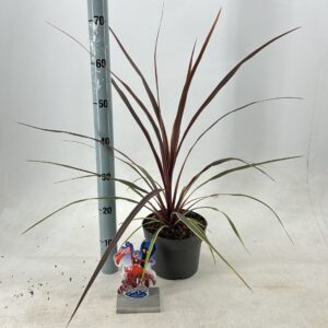 Cordyline Cordyline australis 'Can Can' 
(1 Plants/Order)(19cmP 40cmH)