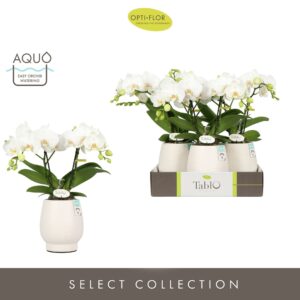 Phalaenopsis white more Ripsen Tablo Champagne 2 spike in Abruzzo White Aquo
(3 Plants/Order)(12cmP 40cmH)