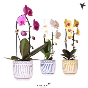 Phalaenopsis Elegant Cascade Kolibri Orchids Cascade Niagara Fall mix 1 spike in Granada Pot mix
(4 Plants/Order)(12cmP 50cmH)