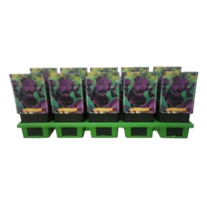 Iris germanica Iris germanica 'Black Knight' P11
(10 Plants/Order)(11cmP 25cmH)