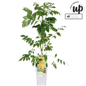 Campsis Campsis tagliabuana 'Golden Trumpet' P15
(10 Plants/Order)(15cmP 90cmH)