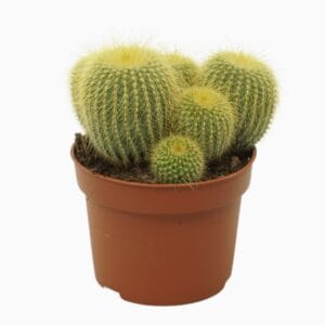 Parodia leninghausii Eriocactus 10,5 cm
(10 Plants/Order)(10.5cmP 15cmH)