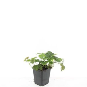 Waldsteinia ternata Waldsteinia ternata
(12 Plants/Order)(9cmP 15cmH)