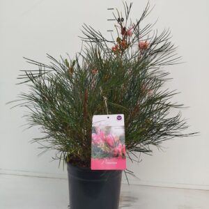 Grevillea johnsonii Grevillea johnsonii
(1 Plants/Order)(24cmP 50cmH)