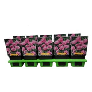 Scabiosa Pink Mist Scabiosa columbaria 'Pink Mist' P11
(10 Plants/Order)(11cmP 25cmH)