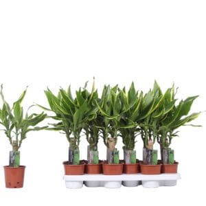 Dracaena Golden Coast Dracaena Golden Coast, 11 cm Pot
(8 Plants/Order)(11cmP 45cmH)