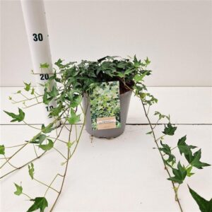 Hedera helix Miniature Needlepoint Hedera hel. ‘Miniature Needlepoint’
(1 Plants/Order)(17cmP 50cmH)