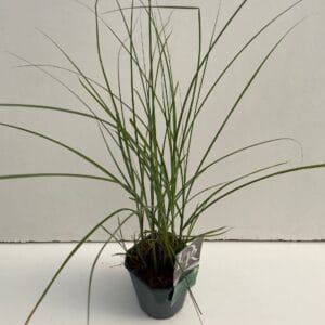 Miscanthus sinensis Gracillimus
(6 Plants/Order)(17cmP 30cmH)