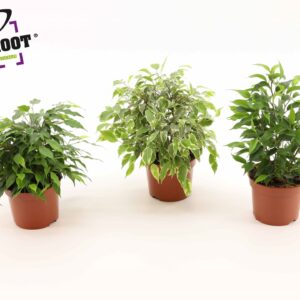 Ficus Ficus benjamina mixed 3 Types
(6 Plants/Order)(12cmP 25cmH)