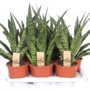 Sansevieria Cylindrica Sansevieria Diamond Green
(6 Plants/Order)(17cmP 65cmH)