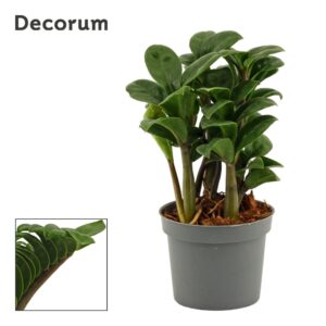 Zamioculcas Zenzi Zamioculcas Zenzi 9 cm, 4+ Feathers (Decorum)
(12 Plants/Order)(9cmP 20cmH)