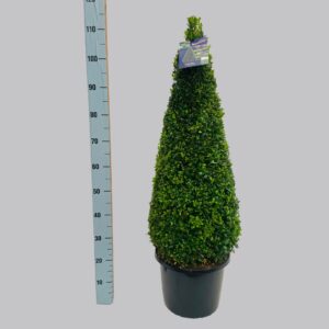 Buxus other Buxus semp. 80-90 cm P32
(1 Plants/Order)(32cmP 105cmH)