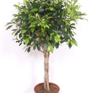 Ficus Nitida
(1 Plants/Order)(27cmP 120cmH)