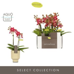 Phalaenopsis Multiflora Optifriend Kyra 2 spike in Emilia Sand Aquo
(6 Plants/Order)(7cmP 25cmH)