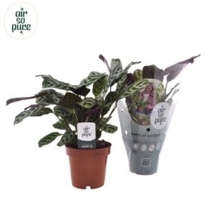 Ctenanthe burle-marxii Ctenanthe Burle Marxii
(10 Plants/Order)(12cmP 25cmH)