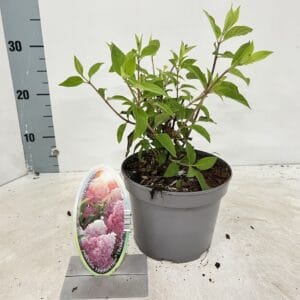 Hydrangea paniculata Vanille-Frais ('Renhy'PBR)
(1 Plants/Order)(17cmP 35cmH)