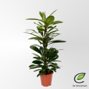 Ficus cyathistipula Ficus cyathistipula p17
(1 Plants/Order)(17cmP 70cmH)