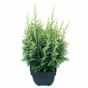 Chamaecyparis White Spo Chamaecyparis lawsoniana 'White Spot' P17
(6 Plants/Order)(17cmP 65cmH)