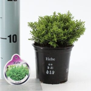 Hebe other green buxifolia
(12 Plants/Order)(10.5cmP 12cmH)