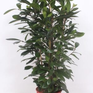 Ficus cyathistipula
(1 Plants/Order)(34cmP 170cmH)