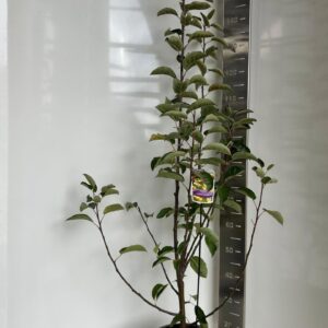 Malus Malus Golden Hornet Malus 'Golden Hornet'
(1 Plants/Order)(29cmP 110cmH)